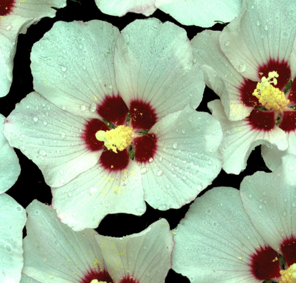 hibiscus red heart.jpg
