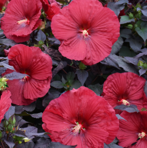 hibiscus_summerific_holy_grail.png