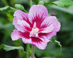 hibiscus_syriacus_purple_pillar.jpg