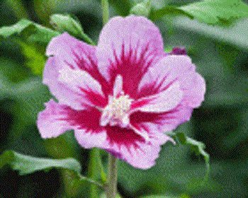 hibiscus_syriacus_purple_pillar.jpg