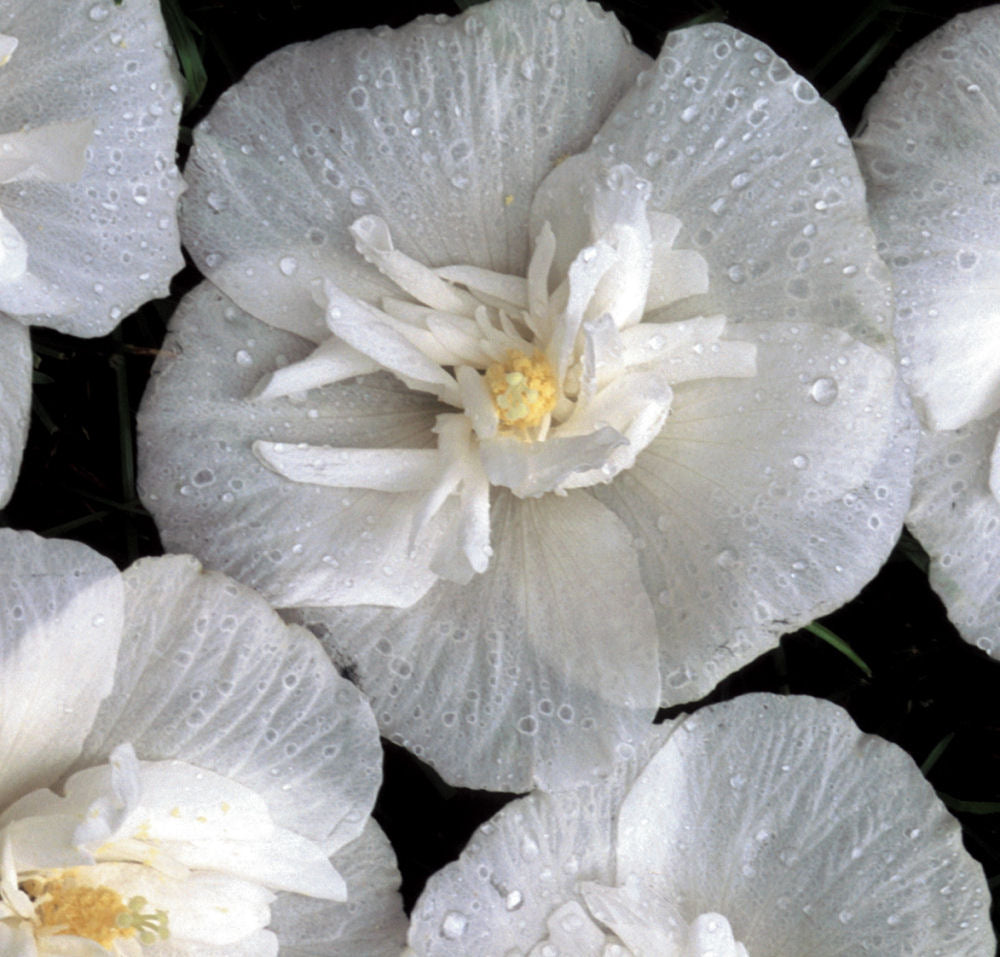 hibiscus white chiffon.jpg