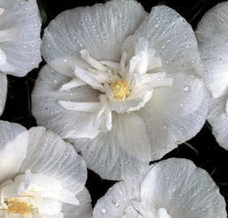 hibiscus white chiffon.jpg