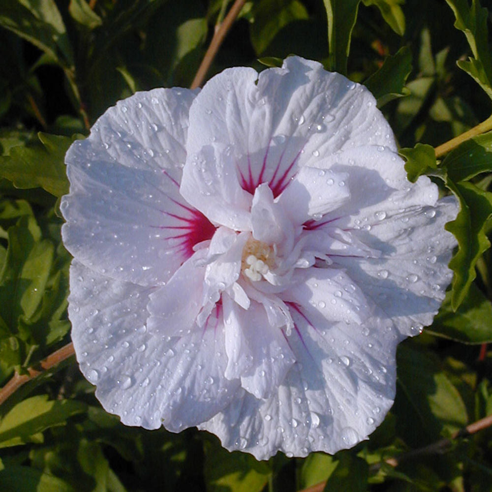 hibiscuschinachiffonbloom.jpg