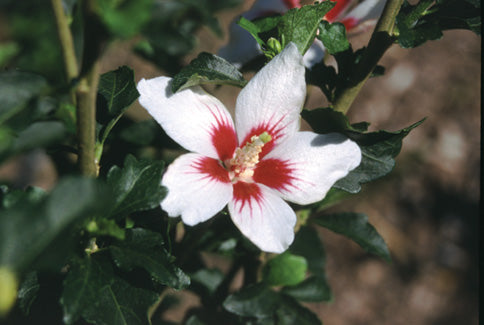 hibiscuslilkimbloom.jpg