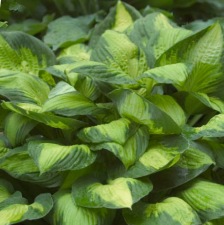 hosta-captain_kirk.png