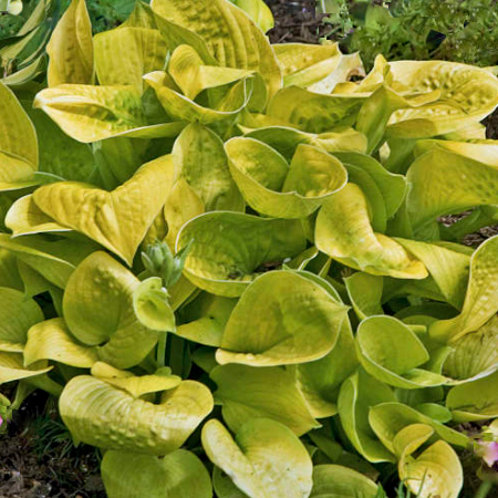 hosta-maui_buttercups.png