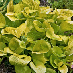hosta-maui_buttercups.png