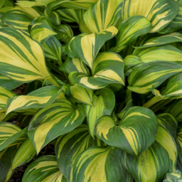 hosta-rainbows_end.png