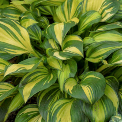 hosta-rainbows_end.png