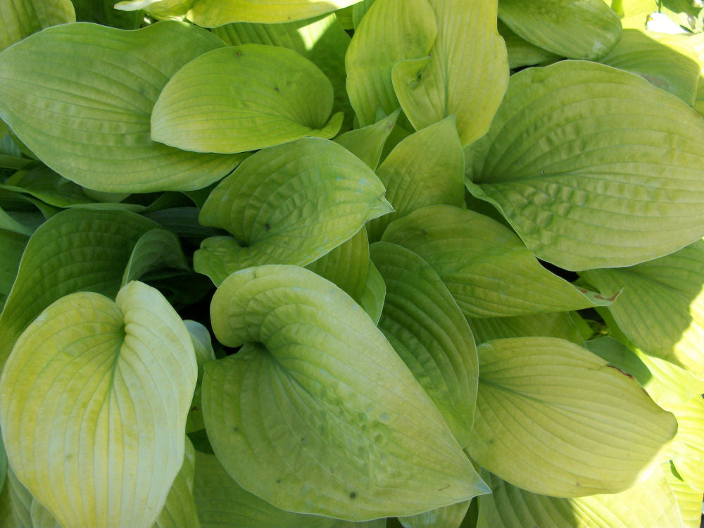 hosta august moon final.jpg