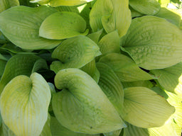 hosta august moon final.jpg