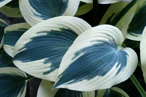 hosta_blue_ivory[1].jpg