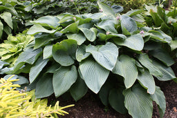 hosta empress wu.jpg