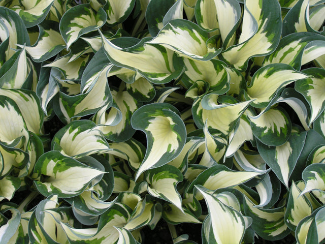 hosta fire & ice.jpg