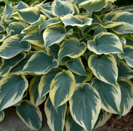 hosta_first_frost.png