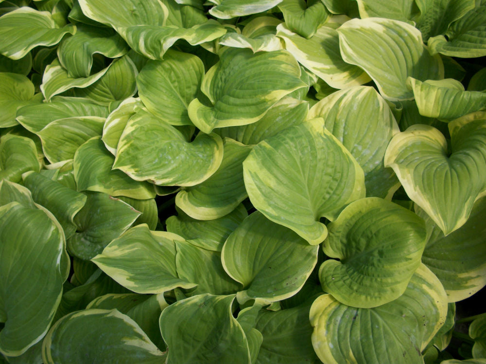 hosta fragrant bouquet.jpg