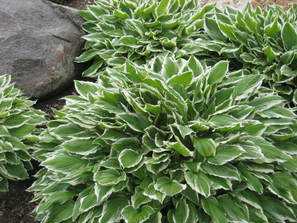 hosta francee landscape.jpg