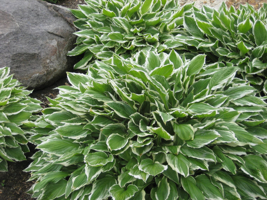 hosta francee landscape.jpg
