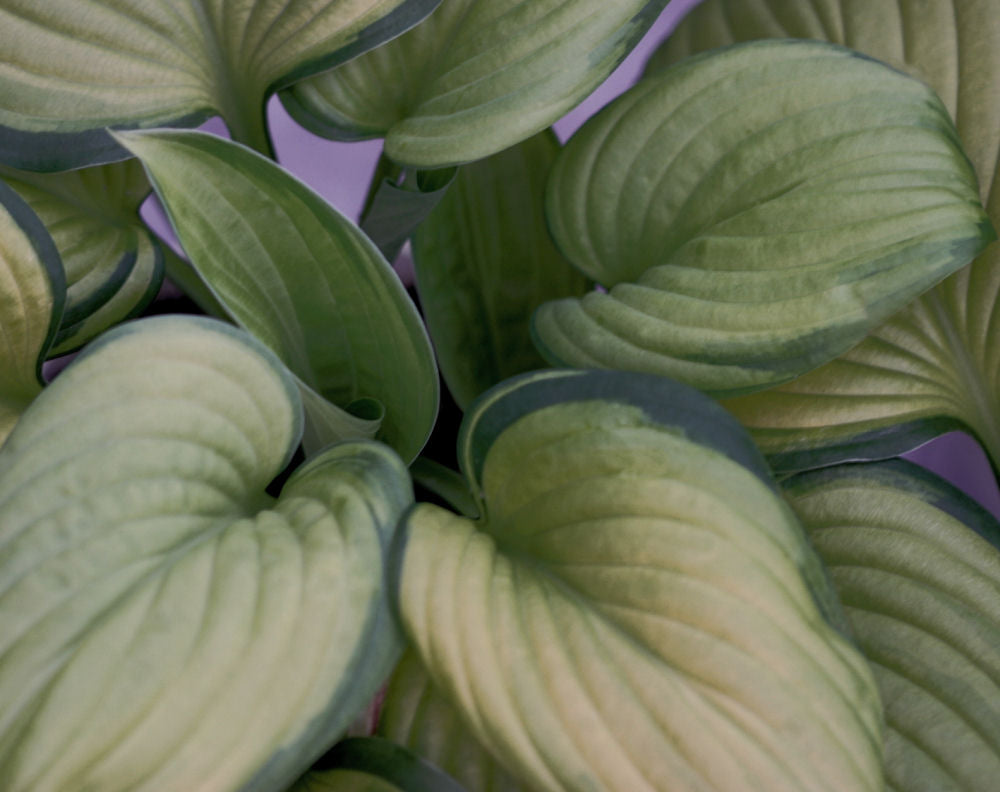 hosta guacamole.jpg