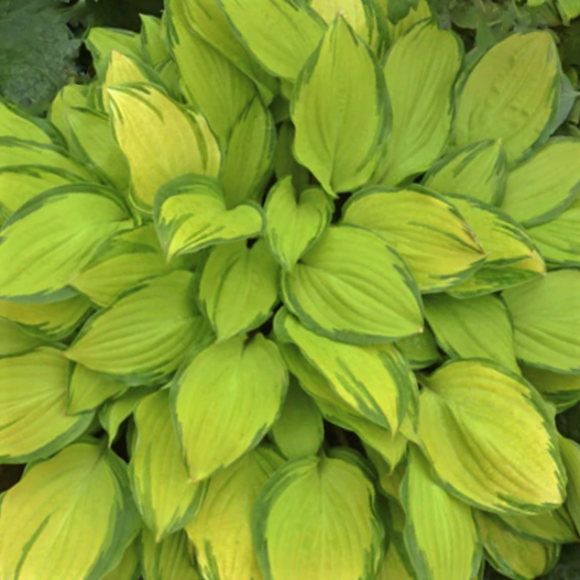 hosta_island_breeze.png