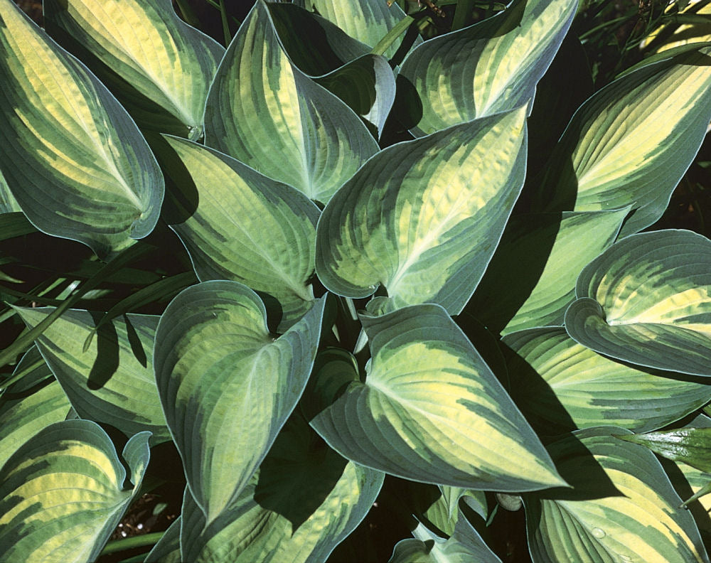 hosta june.jpg