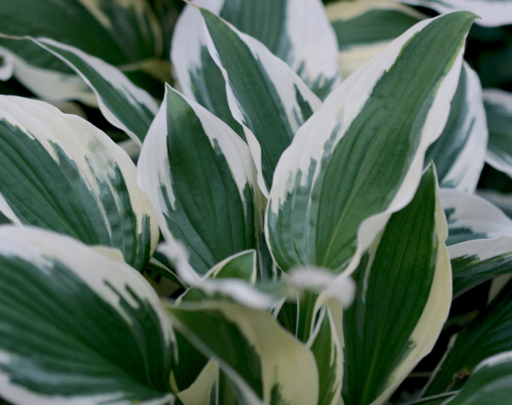 hosta patriot.jpg
