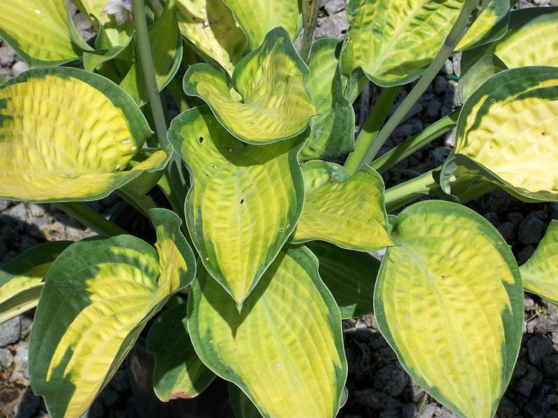hosta_pauls_glory[1].jpg