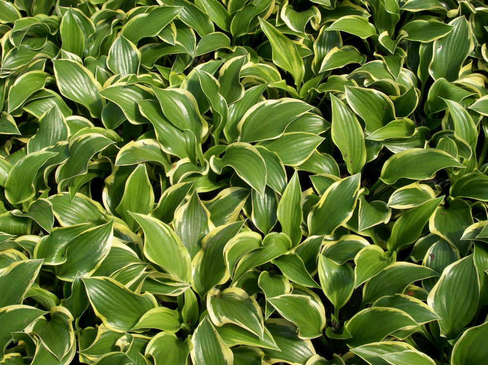 hosta queen Josephine.jpg