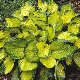 hosta_rainforest_sunrise_.jpg