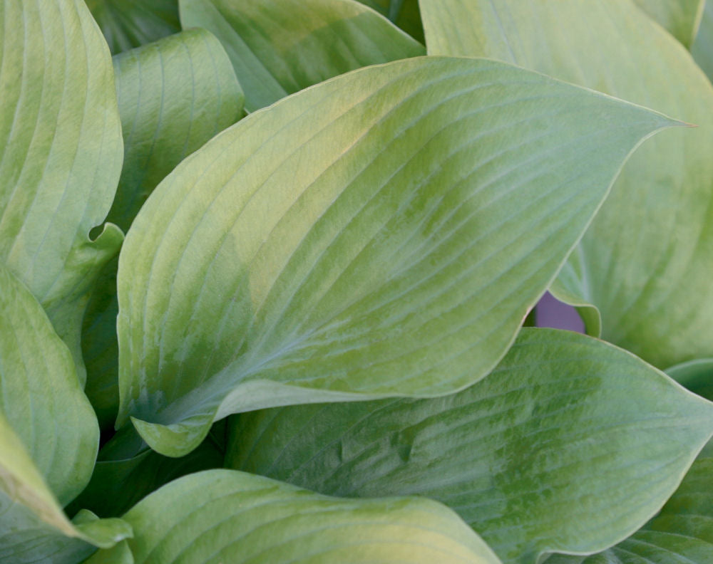 hosta sum substance.jpg