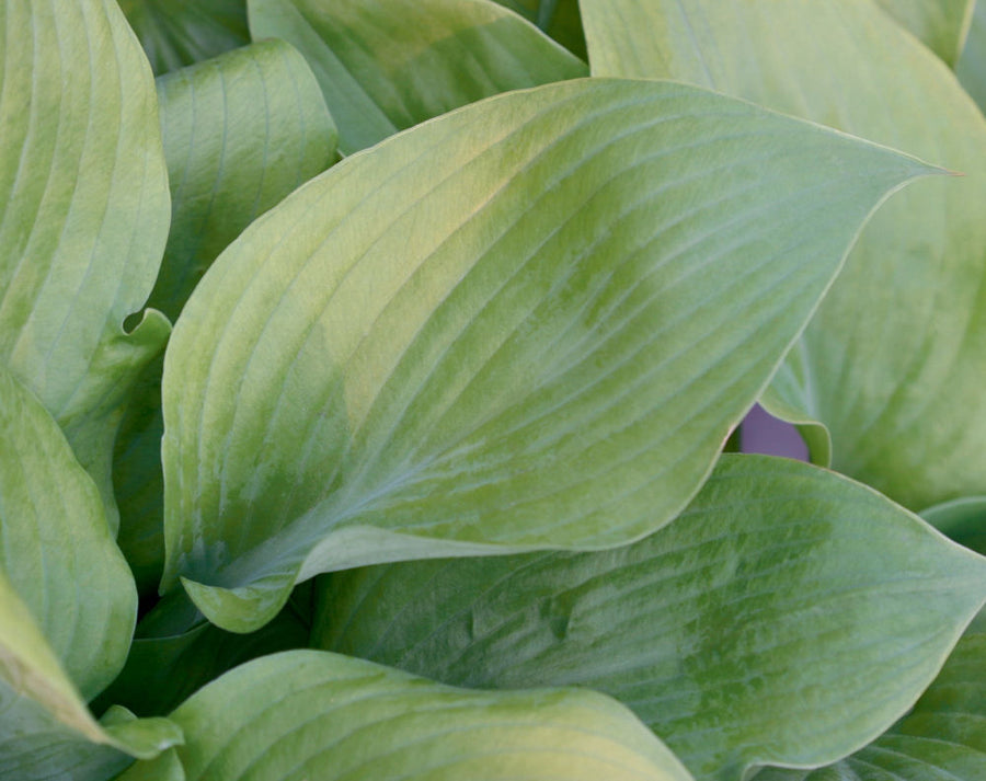 hosta sum substance.jpg