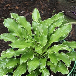 hosta_wheee[1].jpg