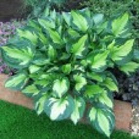 hosta_whirlwind[1].jpg