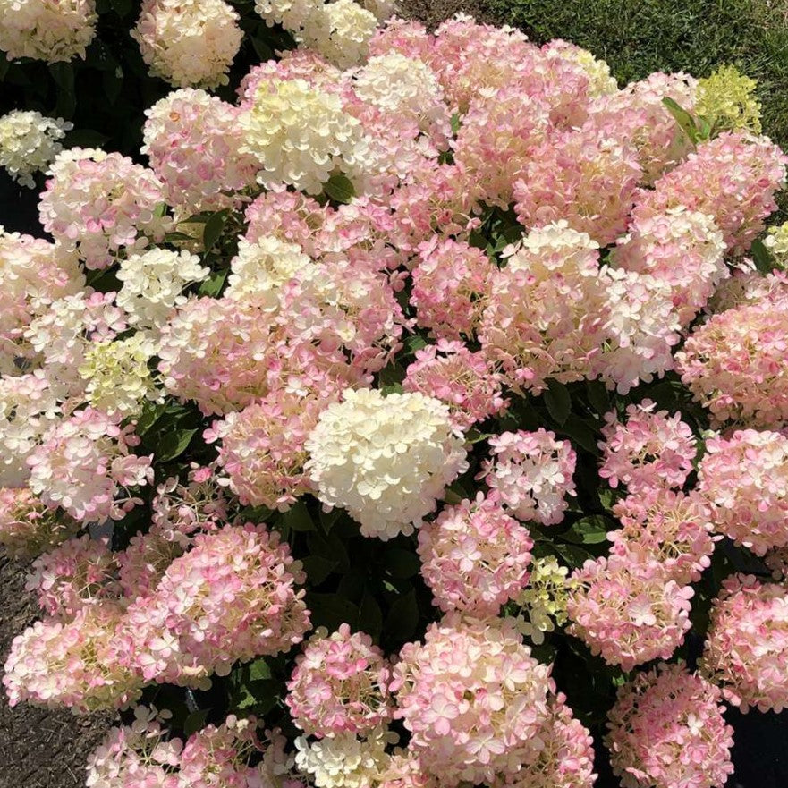 hydrangea-fire-light-tidbit-2_1080_1080.jpg