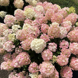 hydrangea-fire-light-tidbit-2_1080_1080.jpg