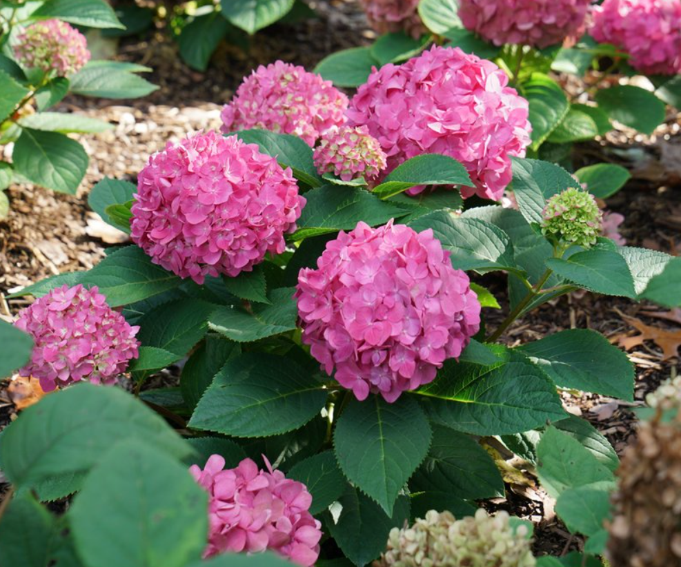 hydrangea-lets_dance_arriba.png