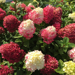 hydrangea-little_lime_punch.png