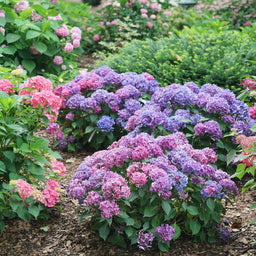 hydrangea-macrophylla-lets-dance-lovable-6.jpg