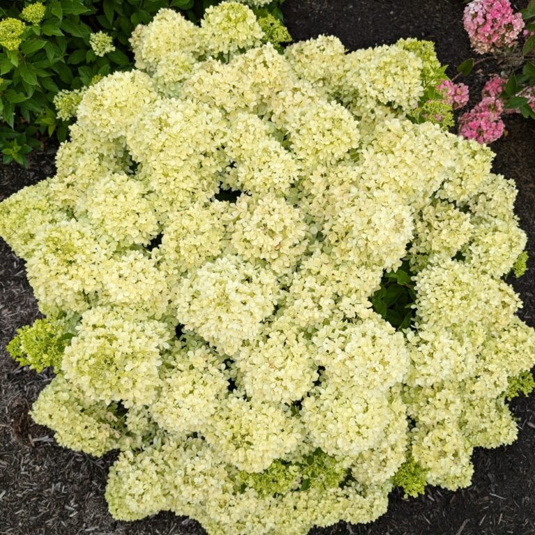 hydrangea-pan-bubble-bath-landscape-01-ccb.jpg