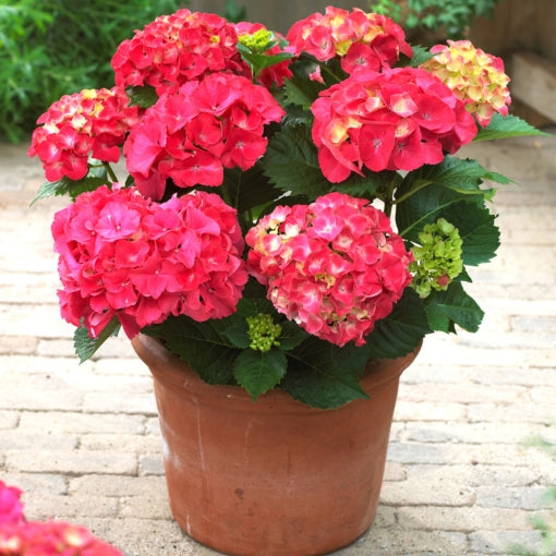 hydrangea-red_sensation_patio-crop-sm.jpg