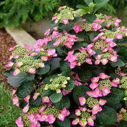 hydrangea-serrata-tuff-stuff-top-fun-4.jpg