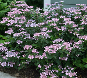 hydrangea%20tiny%20tuff%20stuff[1].jpg