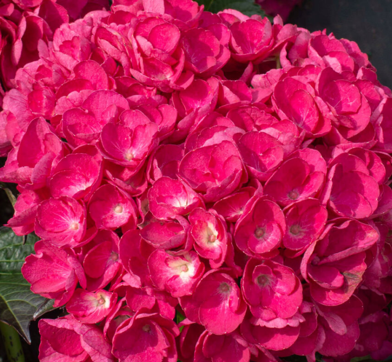 hydrangea akadama.png