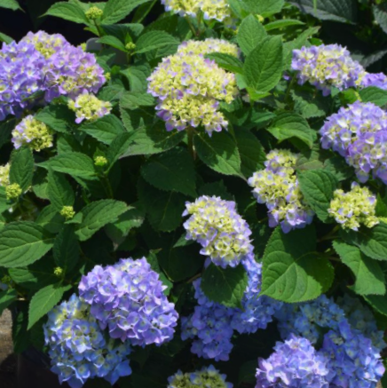 hydrangea_azure_skies.jpg.png