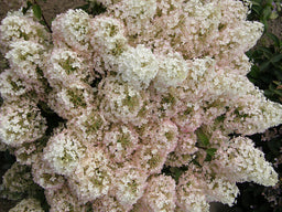 hydrangea_bobo_in_bloom.jpg
