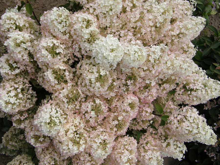 hydrangea_bobo_in_bloom.jpg