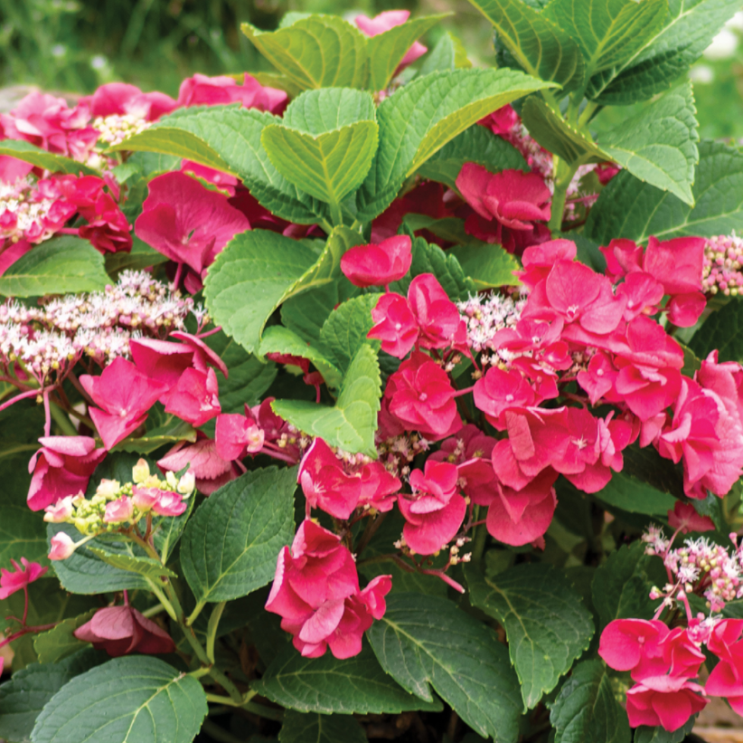 hydrangea_cherry_explosion.png.png