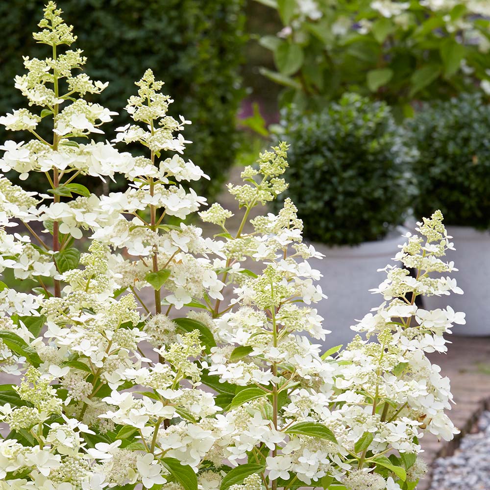 hydrangea_confetti.jpg