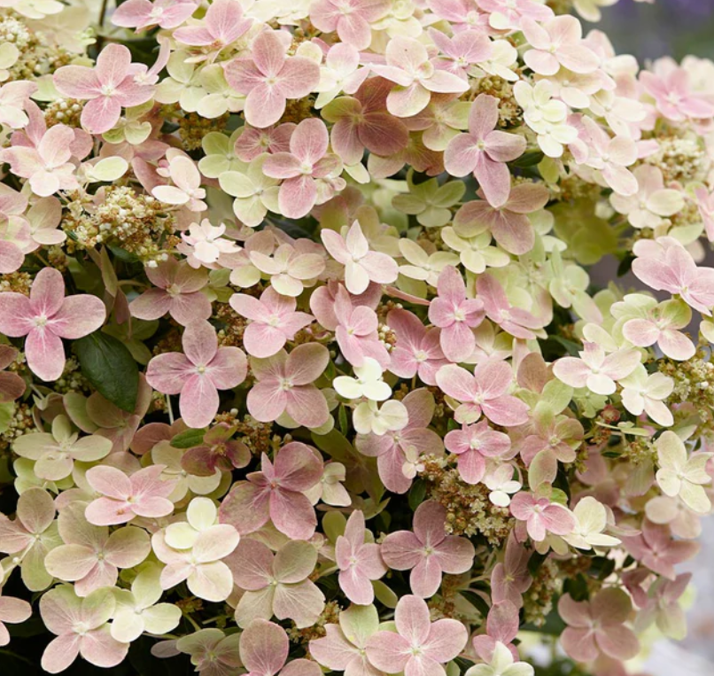 hydrangea early evolution.png