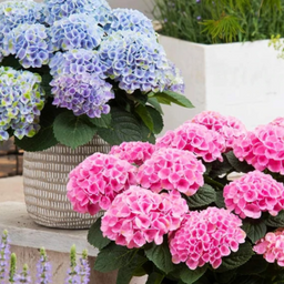 hydrangea_elizabeth_ashley.jpg.png
